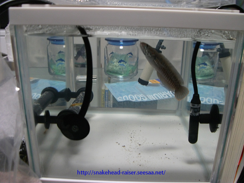 水槽リセットという 大作業 新規立ち上げ スネークヘッド小型熱帯魚飼育の軌跡 水槽 餌 病気等 ブログ