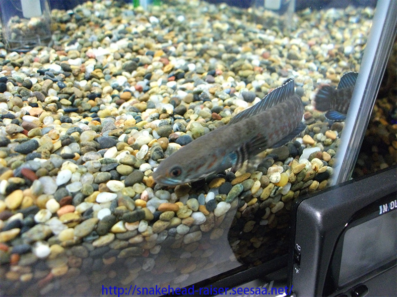 スネークヘッド 熱帯魚 の高濃度塩水浴を終えてみて スネークヘッド小型熱帯魚飼育の軌跡 水槽 餌 病気等 ブログ