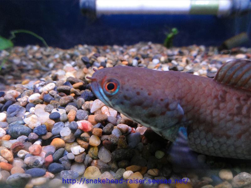 ほったらかしでスネークヘッドの眼球の白い 病気 の改善 スネークヘッド小型熱帯魚飼育の軌跡 水槽 餌 病気等 ブログ