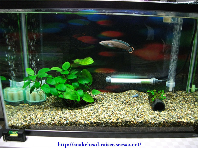 熱帯魚スネークヘッド水槽のバックスクリーンを変えました スネークヘッド小型熱帯魚飼育の軌跡 水槽 餌 病気等 ブログ