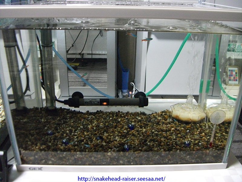熱帯魚水槽のバクテリア剤一覧！！: スネークヘッド小型熱帯魚飼育の軌跡！（水槽・餌・病気等）ブログ