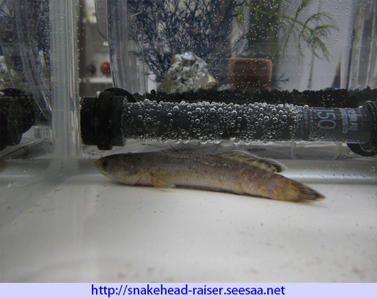奇跡 ドワーフスネークヘッド復活するのか スネークヘッド小型熱帯魚飼育の軌跡 水槽 餌 病気等 ブログ