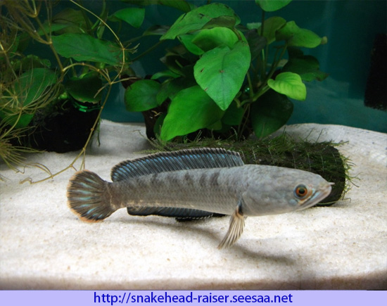肉食魚ドワーフスネークヘッドがエビを捕食の瞬間 スネークヘッド小型熱帯魚飼育の軌跡 水槽 餌 病気等 ブログ