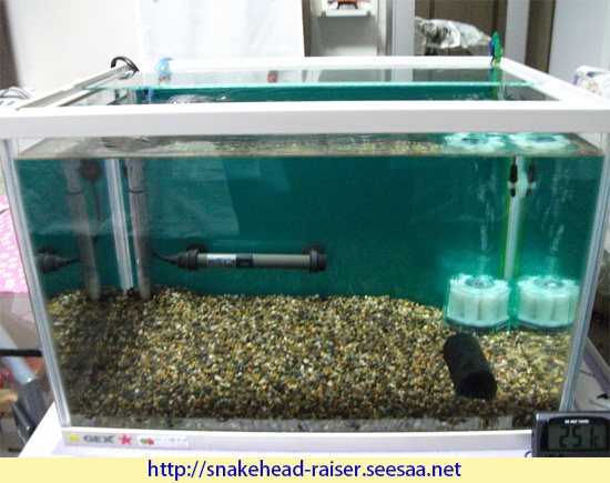 スネークヘッドその後 水槽編 スネークヘッド小型熱帯魚飼育の軌跡 水槽 餌 病気等 ブログ