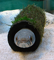 スネークヘッドの病気 スネークヘッド小型熱帯魚飼育の軌跡 水槽 餌 病気等 ブログ