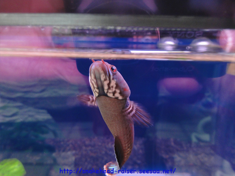 ピンチ 熱帯魚ブルーレインボースネークヘッドの眼が白濁 スネークヘッド小型熱帯魚飼育の軌跡 水槽 餌 病気等 ブログ