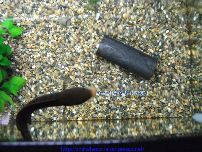 スネークヘッドにjunのクリル 乾燥エビ を与えてみた スネークヘッド小型熱帯魚飼育の軌跡 水槽 餌 病気等 ブログ