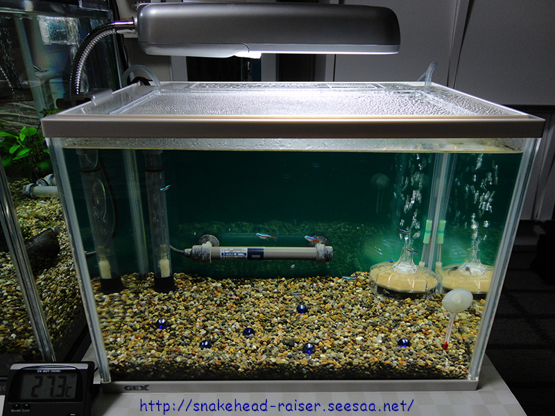 ネオンテトラの水槽にもバックスクリーンを貼りました スネークヘッド小型熱帯魚飼育の軌跡 水槽 餌 病気等 ブログ