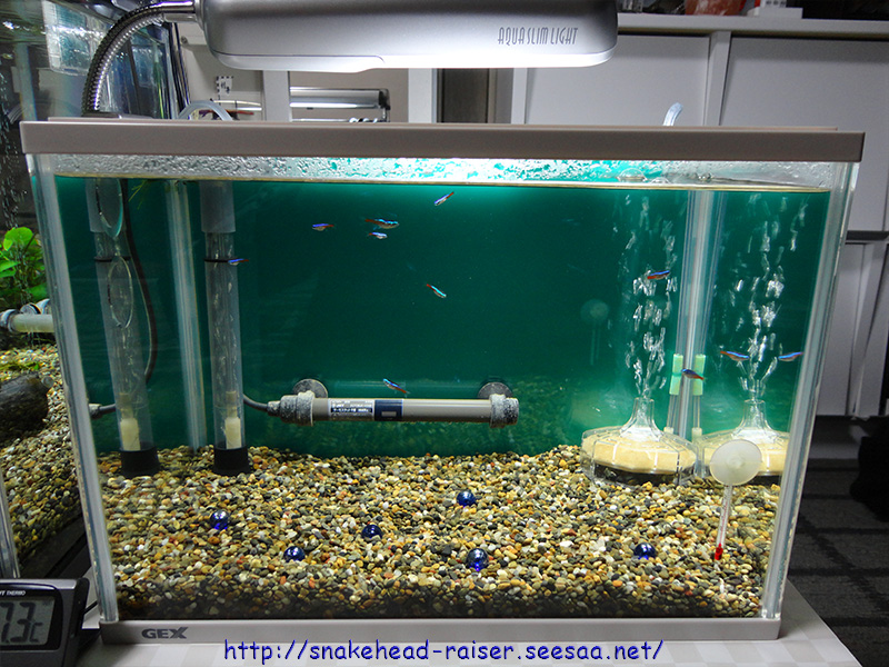 ネオンテトラ購入 スネークヘッド小型熱帯魚飼育の軌跡 水槽 餌 病気等 ブログ