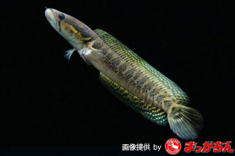 スネークヘッド（肉食魚）の種類一覧です！: スネークヘッド小型熱帯魚