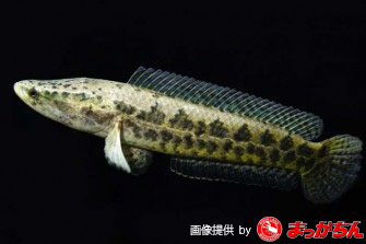 スネークヘッド（肉食魚）の種類一覧です！: スネークヘッド小型熱帯魚 