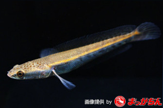 スネークヘッド（肉食魚）の種類一覧です！: スネークヘッド小型熱帯魚飼育の軌跡！（水槽・餌・病気等）ブログ