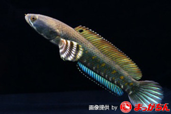 スネークヘッドの種類 スネークヘッド小型熱帯魚飼育の軌跡 水槽 餌 病気等 ブログ