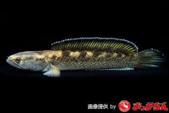 スネークヘッド（肉食魚）の種類一覧です！: スネークヘッド小型熱帯魚