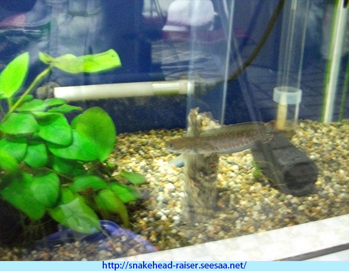 熱帯魚水槽の水換え方法！（画像付き）アクアセイフを